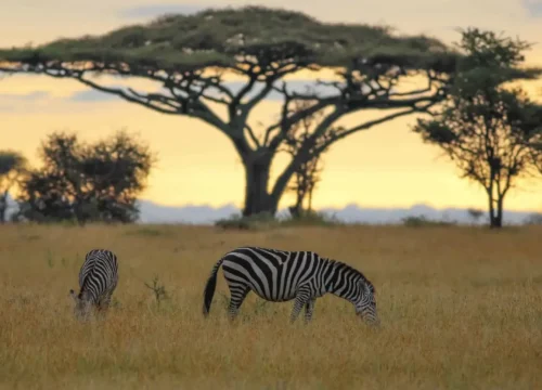 5-Days Manyara, Serengeti & Ngorongoro Luxury Safari | Top Tour