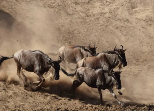 6-Day Great Wildebeest Migration Safari | Tanzania Adventure Tour