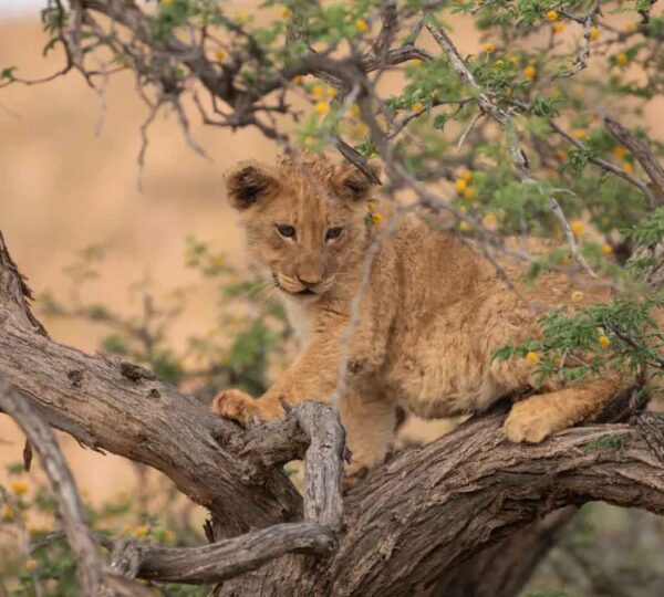 Lions cub on the tree