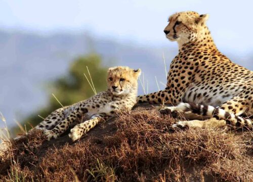 Why an African Safari in Tanzania is the Gold Standard