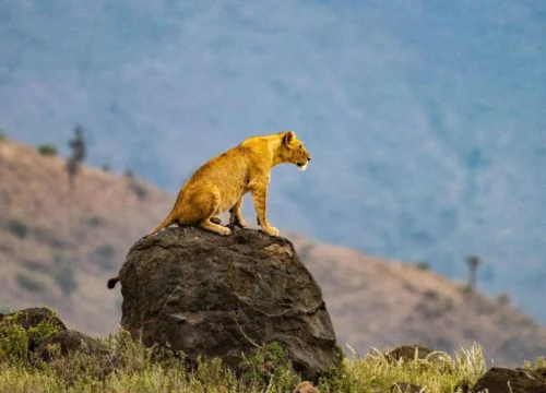 Find A Safari with King Mufasa Expeditions: Your Ultimate Guide to an Unforgettable African Adventure