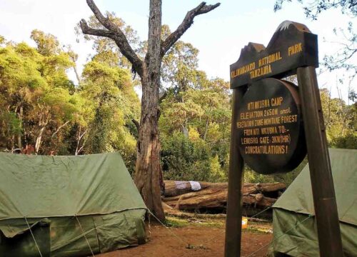Scaling the Roof of Africa: A Guide to Trips to Climb Kilimanjaro
