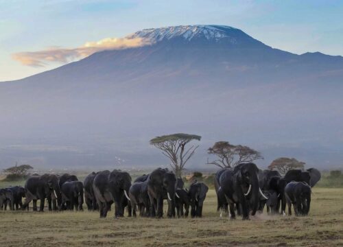 Where Is Mount Kilimanjaro Located? | Tanzania’s Iconic Peak Explained