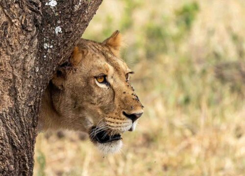 5-Day Fly-In Safari: Serengeti, Ngorongoro Crater & Lake Manyara