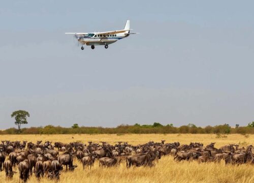 7-Day Tanzania Drive-In Fly-Out Luxury Safari | Premium Wildlife Tour