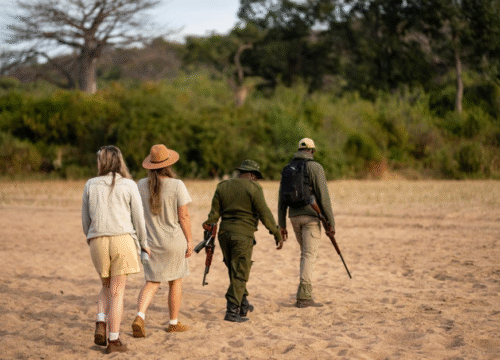 African Safari Packages: Discover the Best Adventures with King Mufasa Expeditions