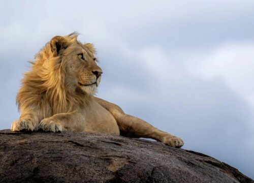 9 Days In the Footsteps of King Mufasa | Ultimate Tanzania Safari
