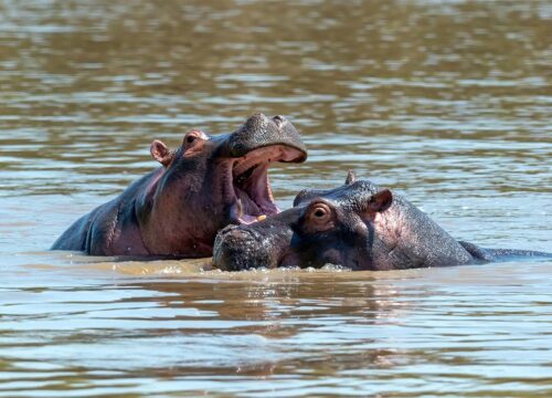 African Safari Travel Agent for Tanzania and Kenya: Your Guide to the Ultimate Safari Experience