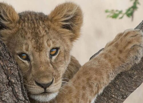 Tanzania Safari and Zanzibar: The Perfect Wildlife and Beach Holiday