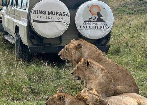 Tanzania Safari Holidays: The Ultimate Guide to an Unforgettable African Adventure