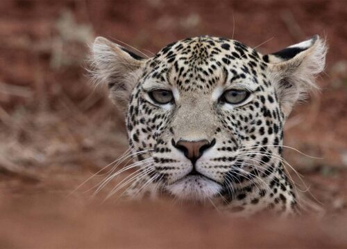 Best African Safari Tours the Ultimate Guide for an Unforgettable Experience